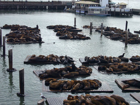 Lions de mer - Forbes Island