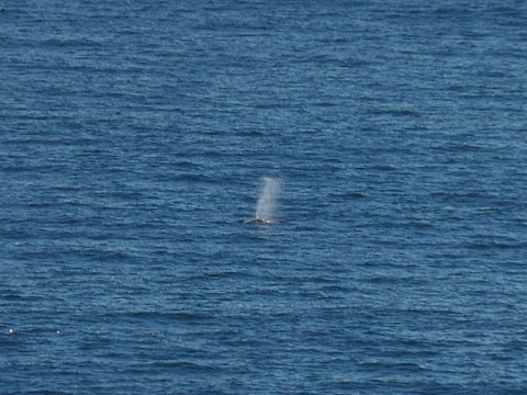 Point Reyes - Baleines