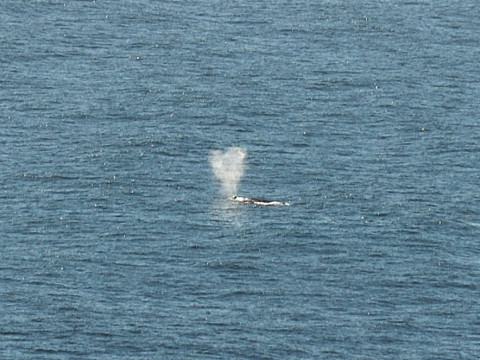 Point Reyes - Baleines