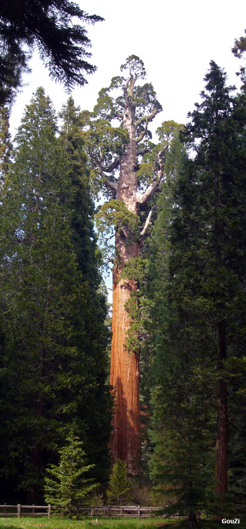 Sequoia - General Grant tree | Séquoia Géant