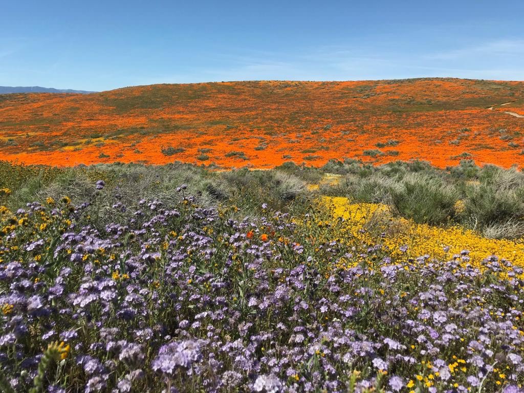 California Super Bloom - Antelope Valley California Poppy Reserve