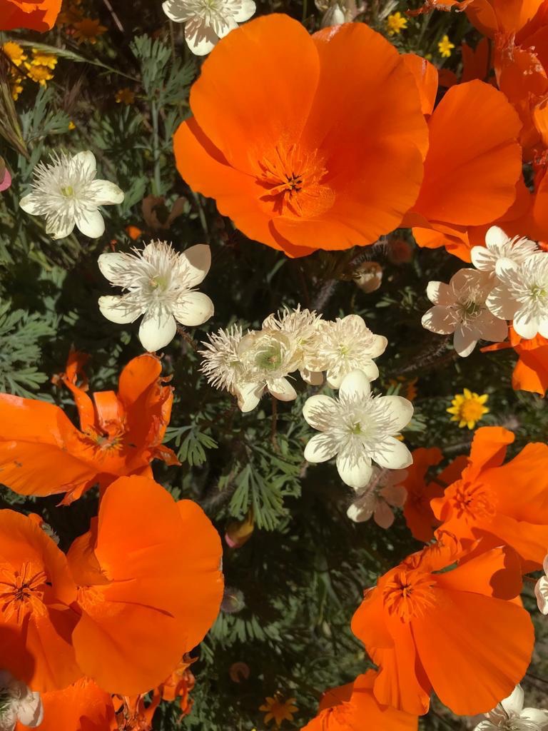 California Super Bloom - Antelope Valley California Poppy Reserve