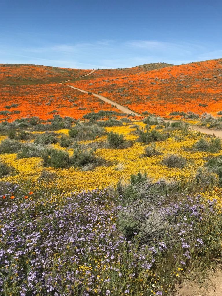 California Super Bloom - Antelope Valley California Poppy Reserve