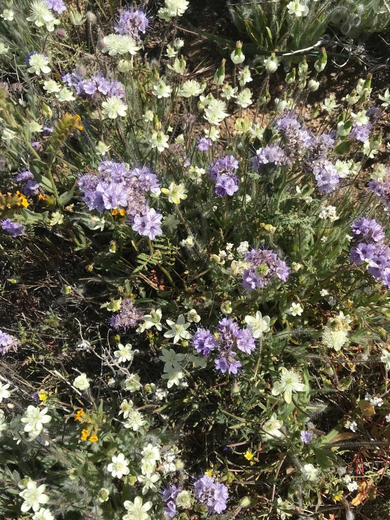 California Super Bloom - Antelope Valley California Poppy Reserve