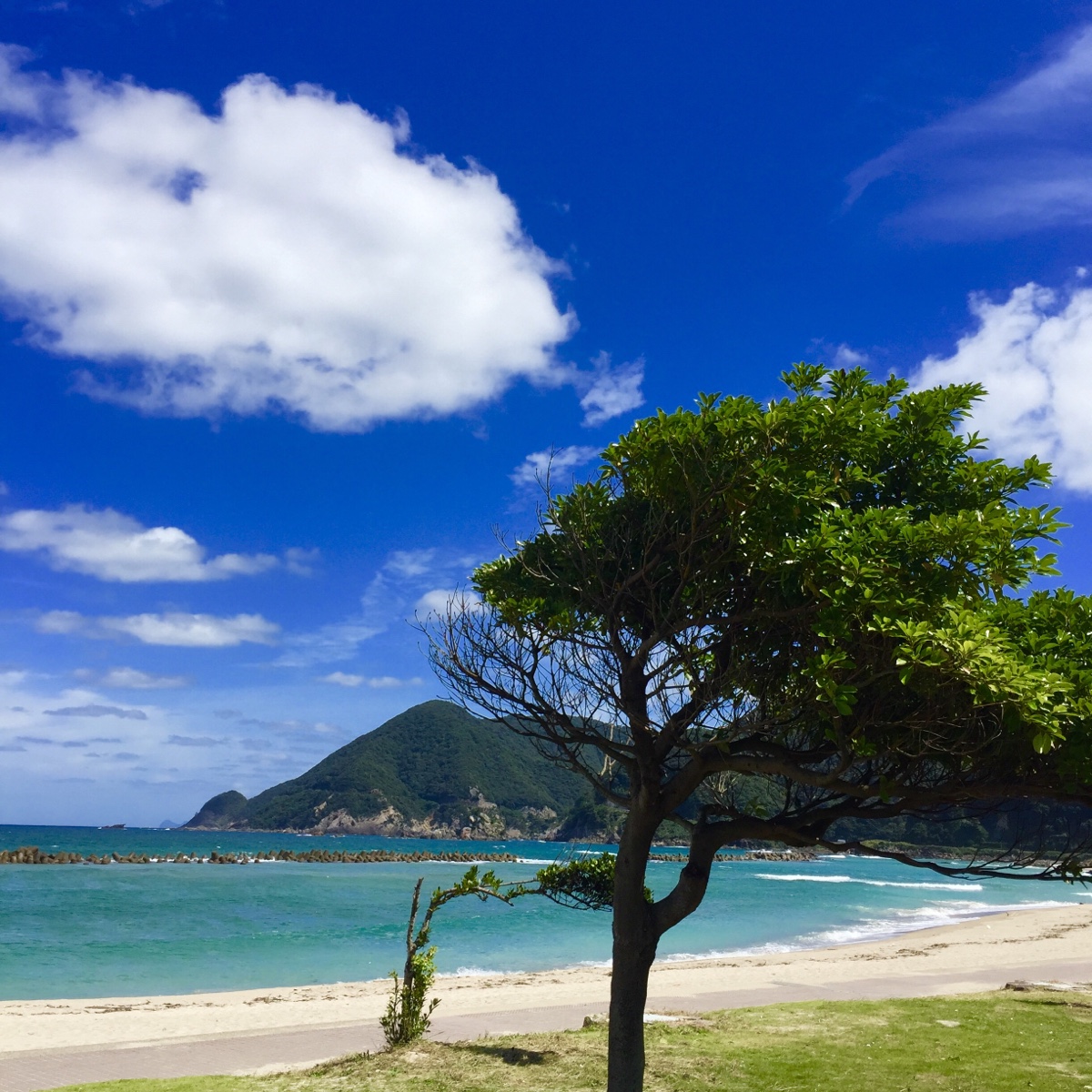 Takeno sandy beach and tree