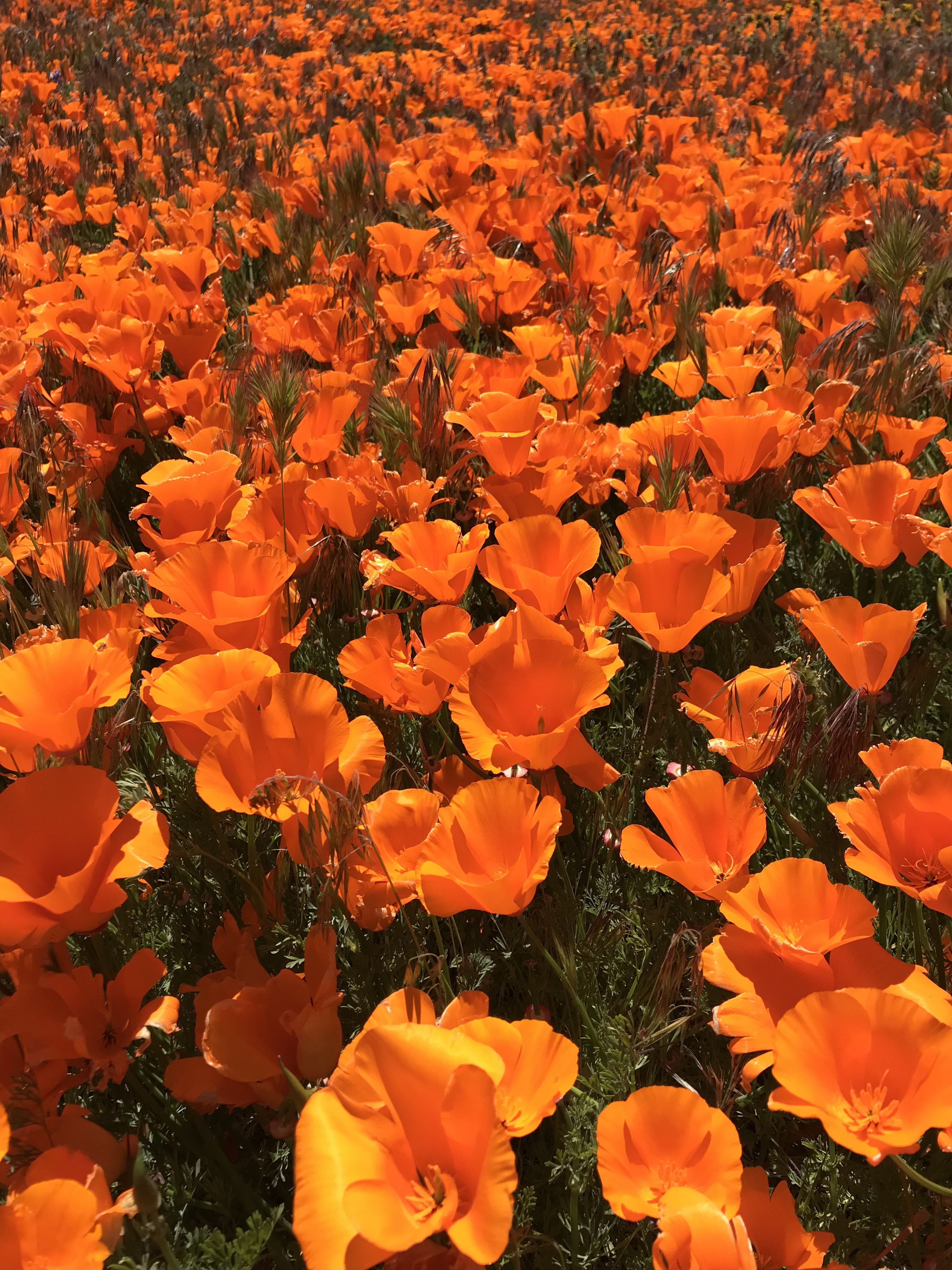 California Super Bloom - Antelope Valley California Poppy Reserve