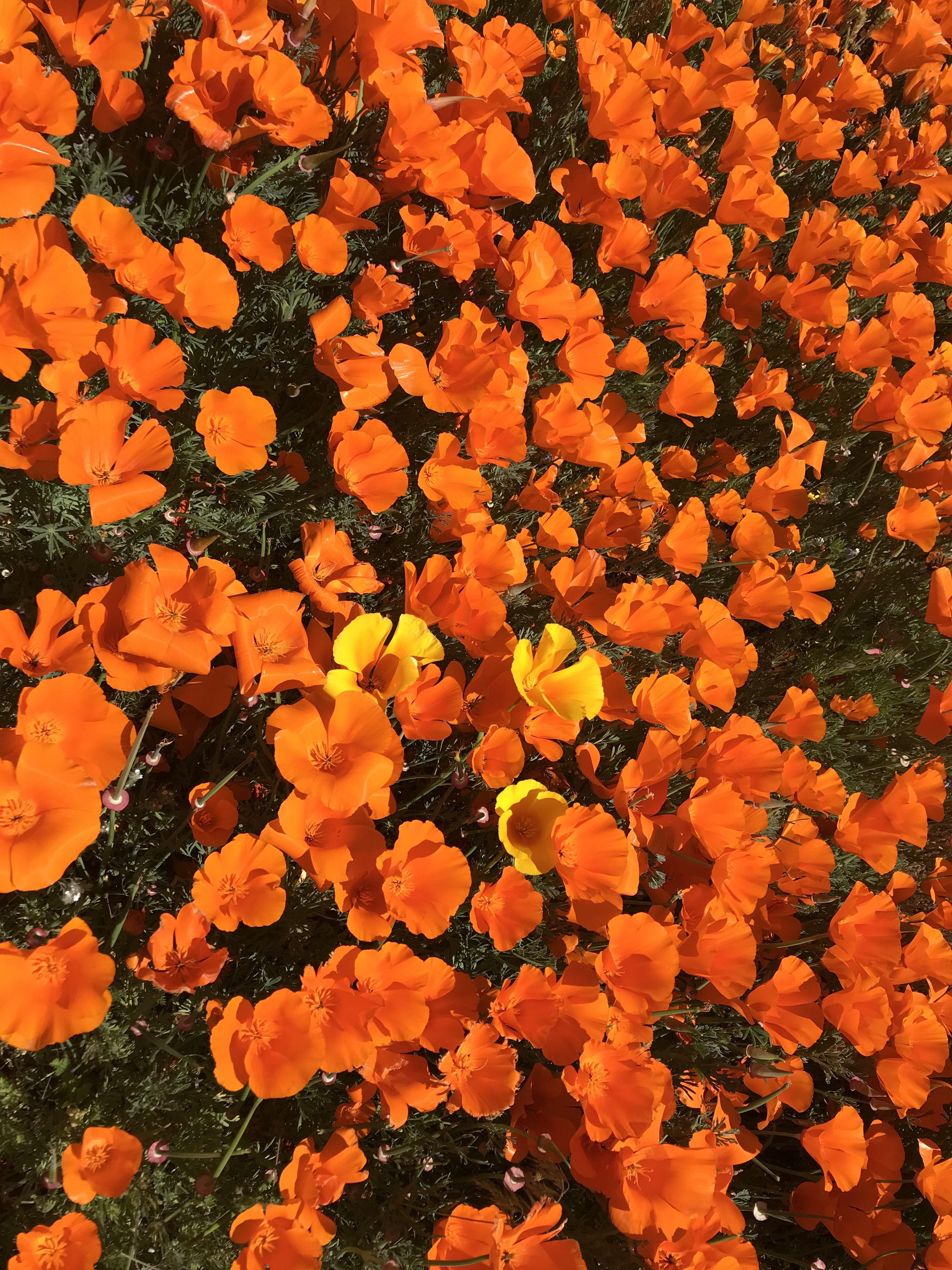 California Super Bloom - Antelope Valley California Poppy Reserve