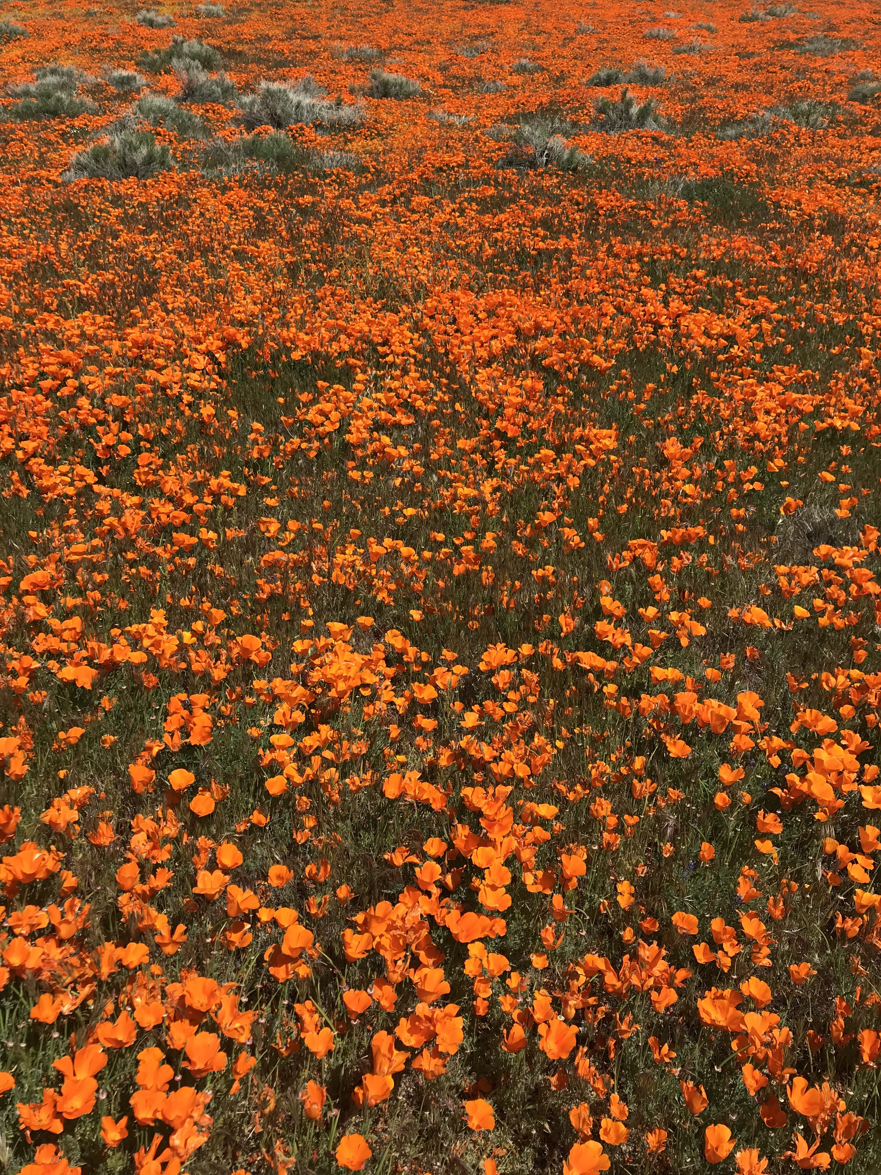 California Super Bloom - Antelope Valley California Poppy Reserve