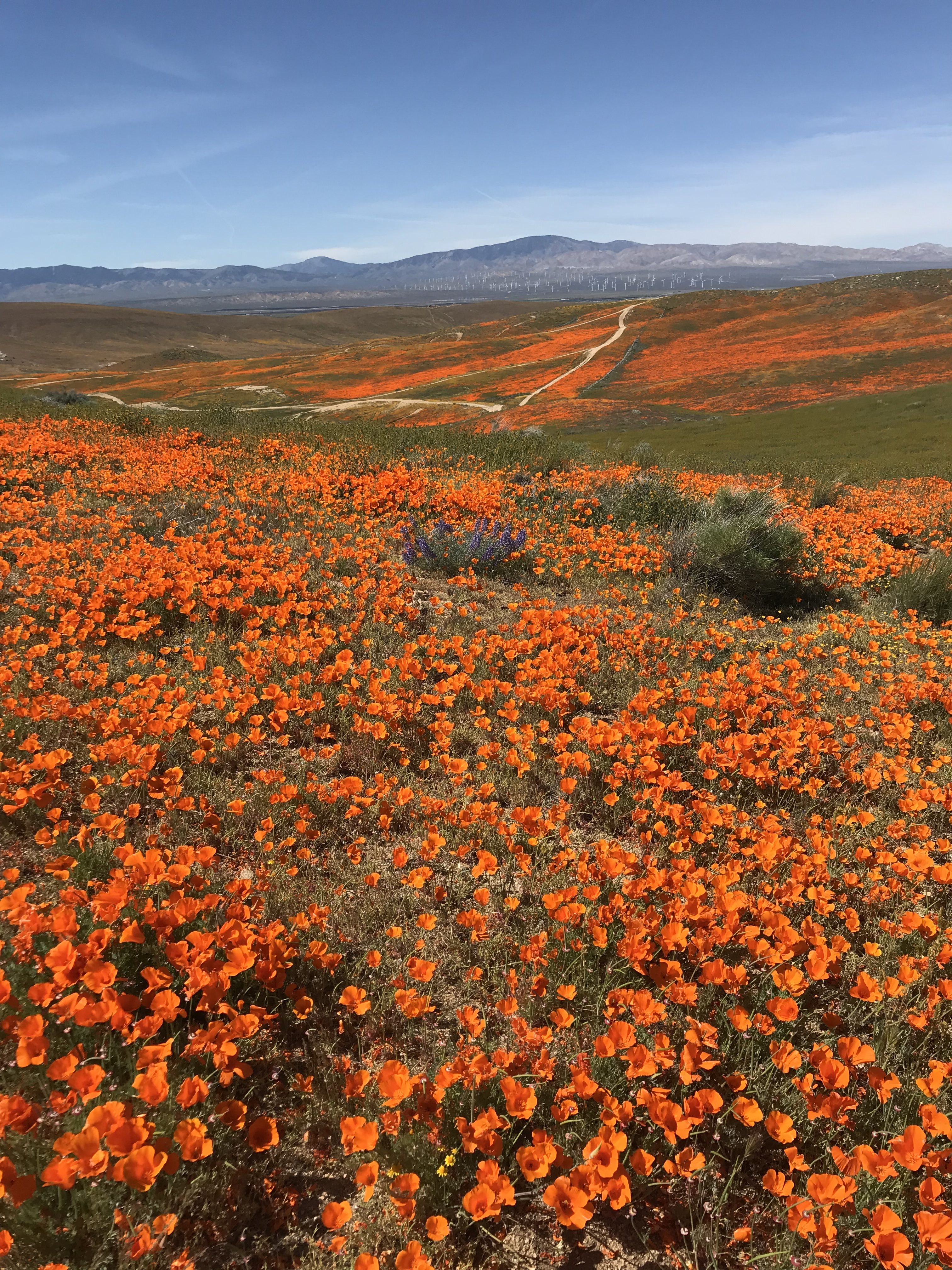 California Super Bloom - Antelope Valley California Poppy Reserve