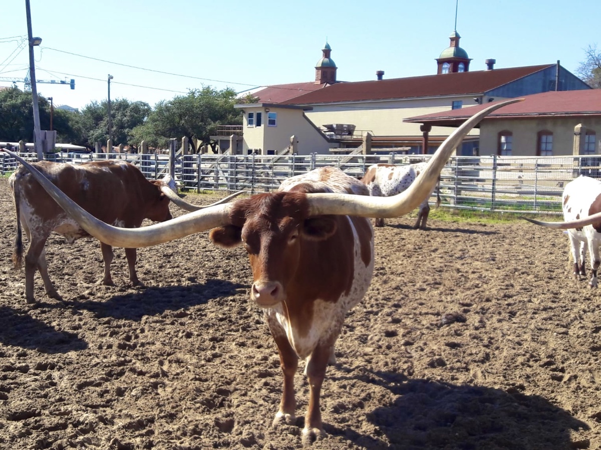 Fort Worth Stockyards