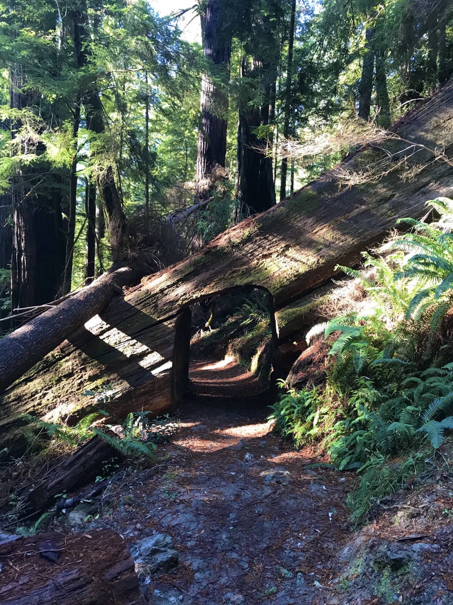 Redwood National And State Parks