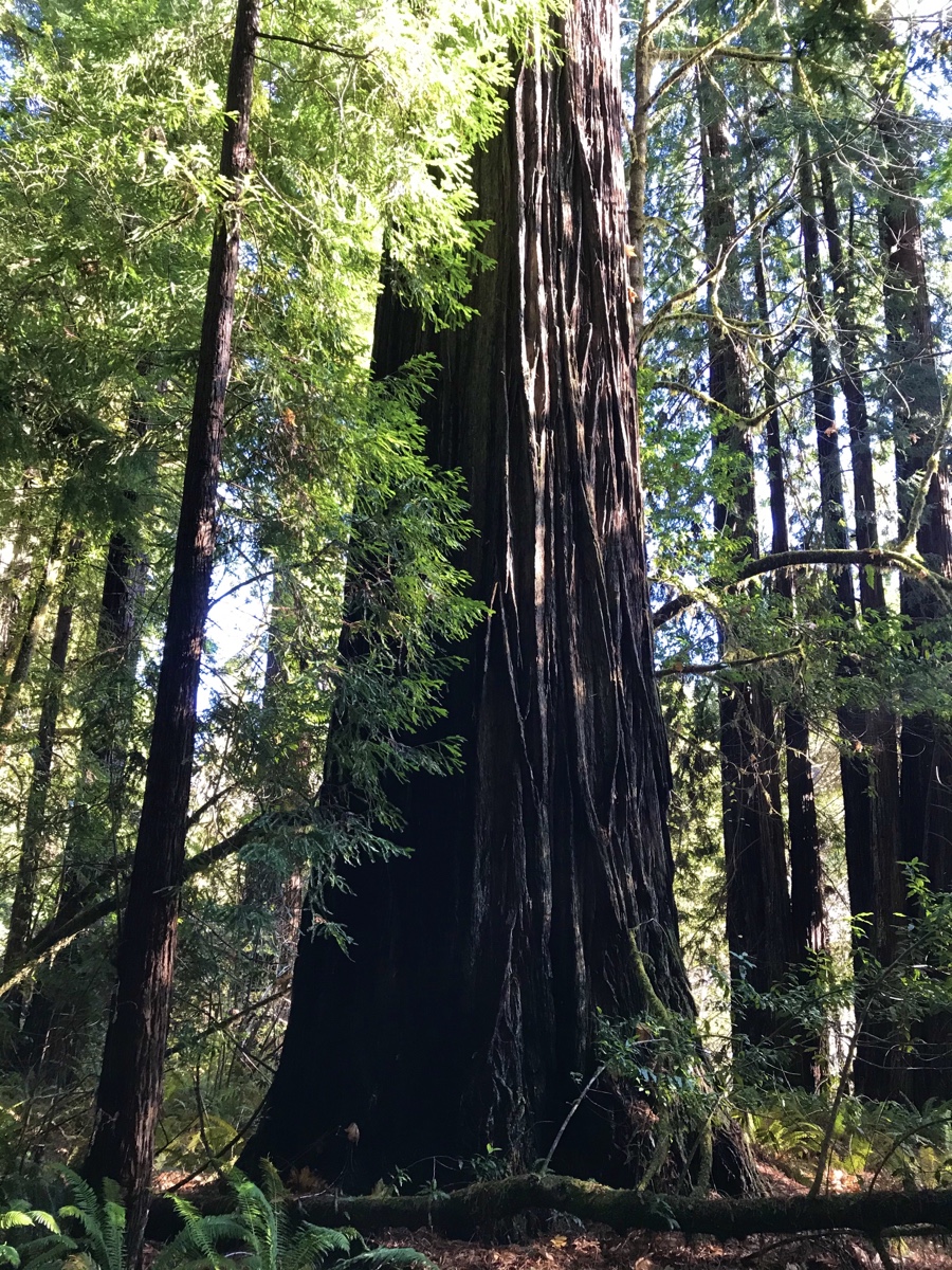 Redwood National And State Parks