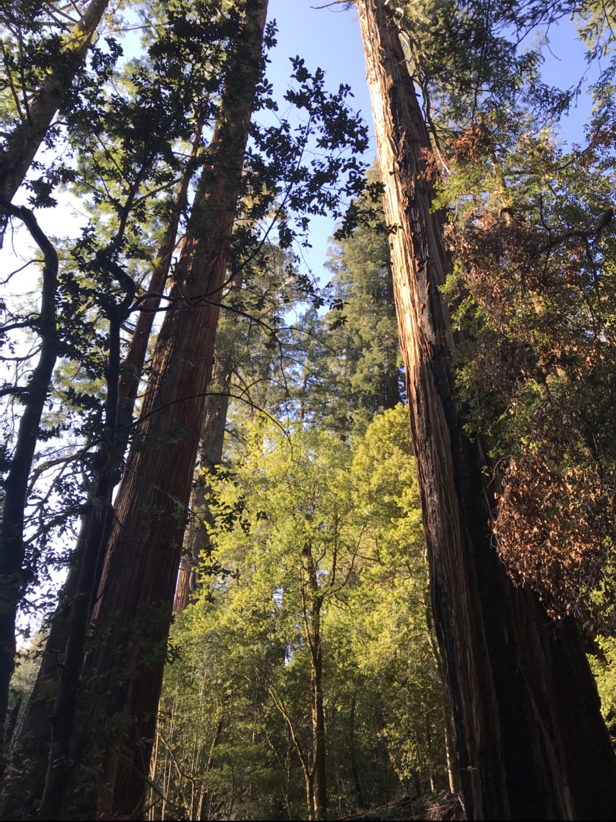 Redwood National And State Parks