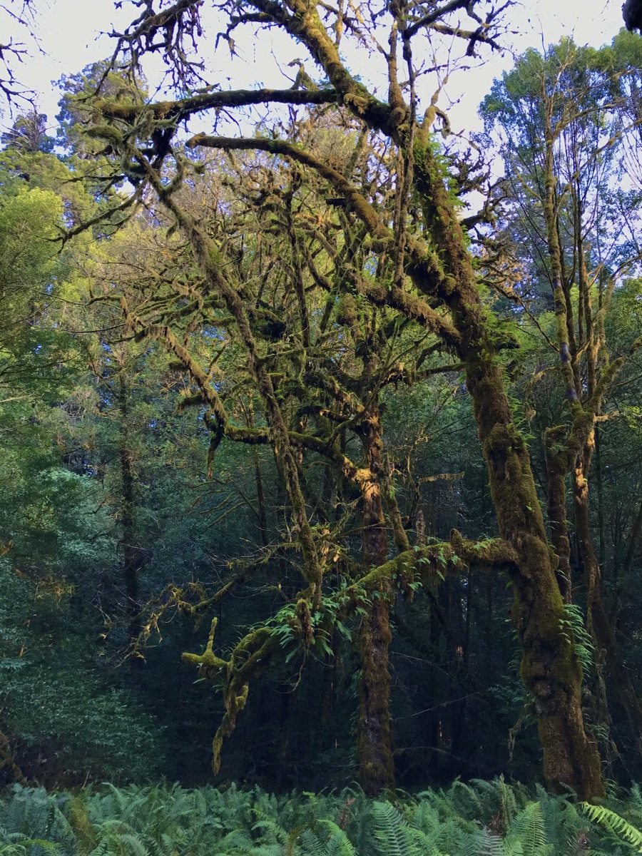 Redwood National And State Parks