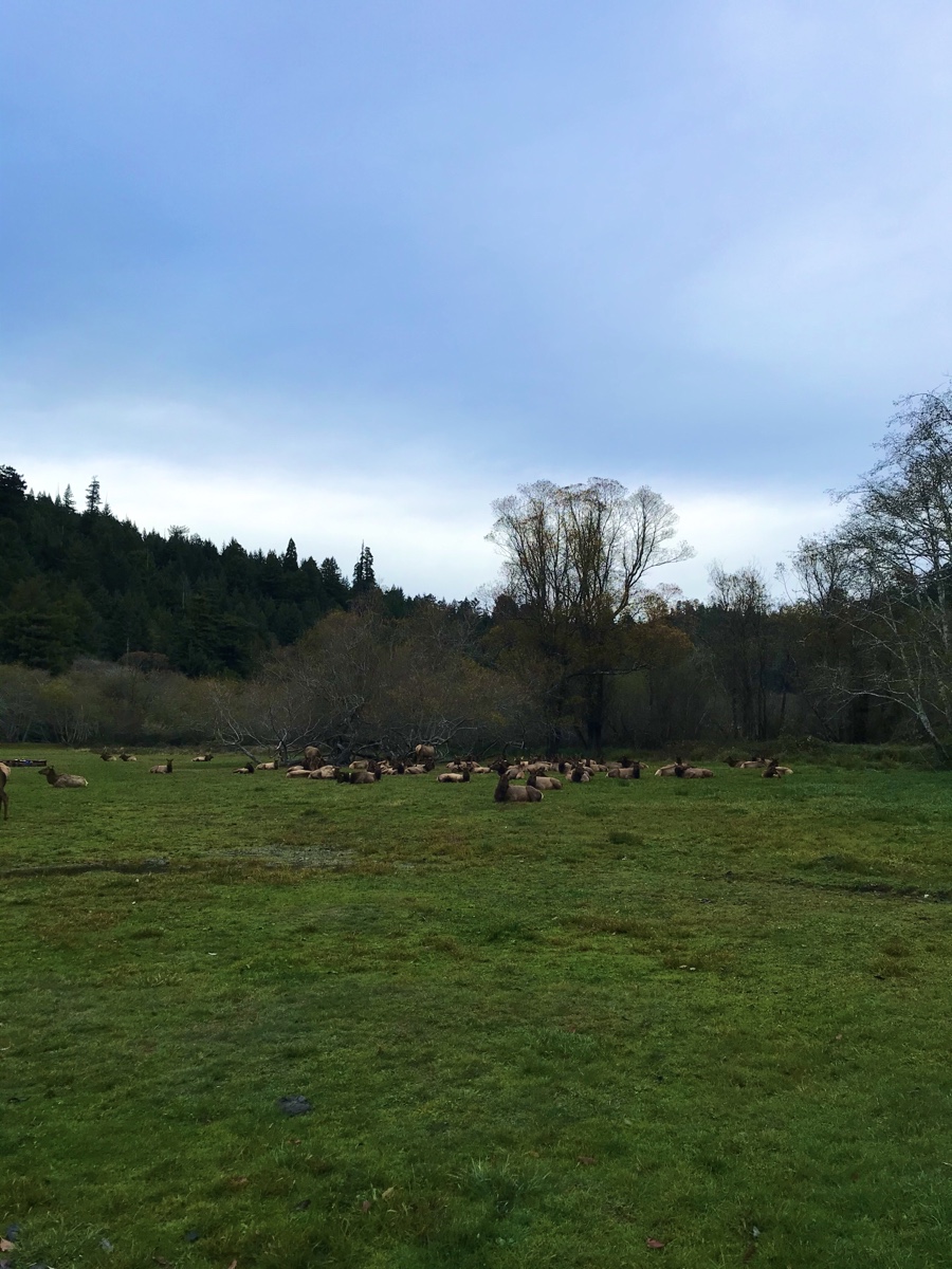 Redwood National And State Parks - The Big Tree