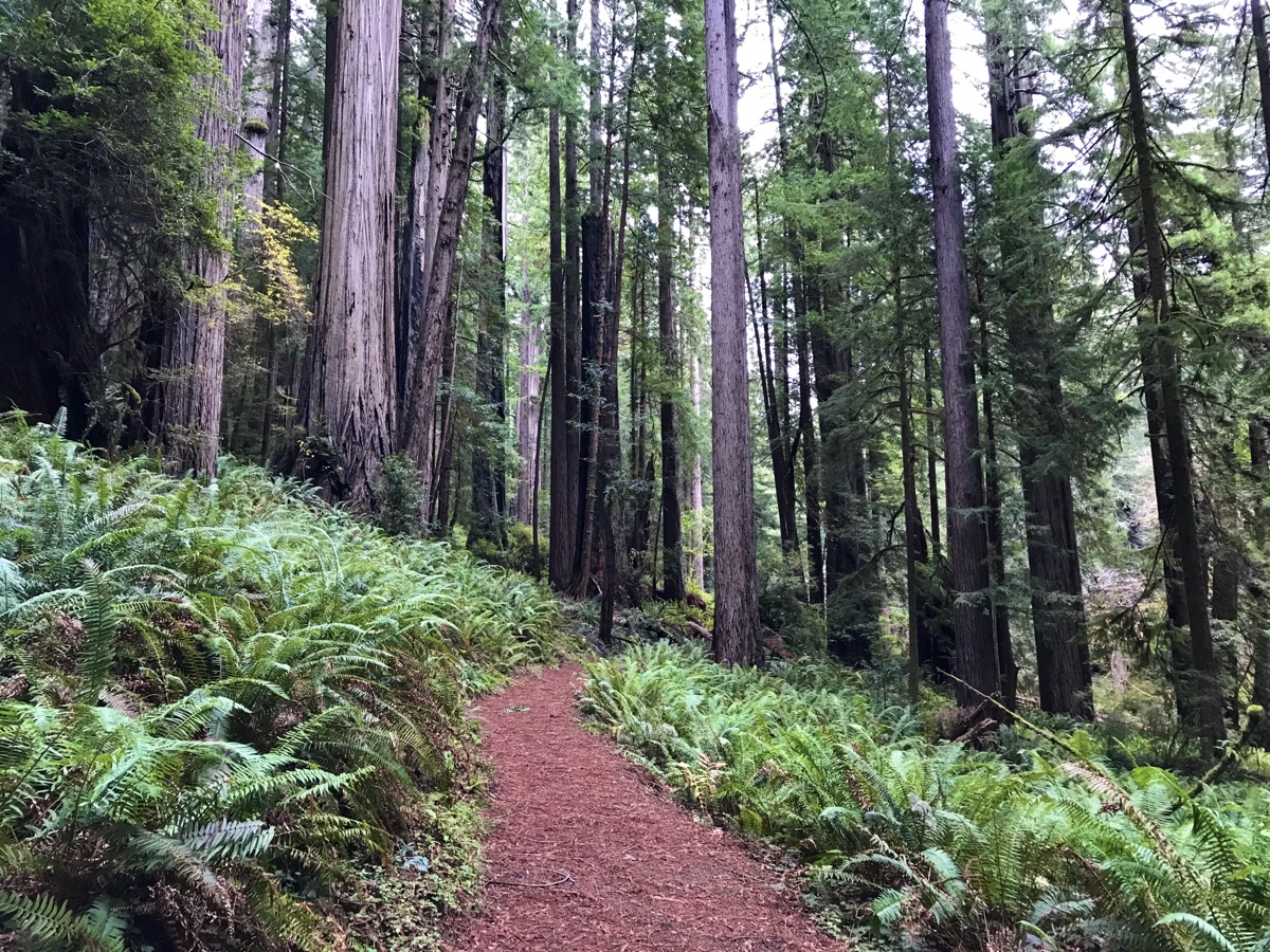 Redwood National And State Parks - The Big Tree