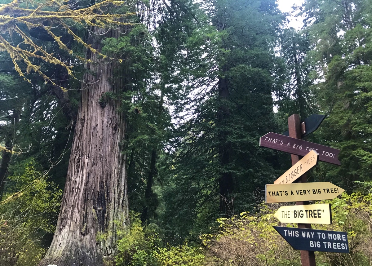 Redwood National And State Parks - The Big Tree