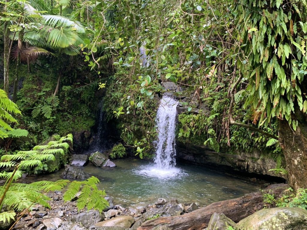 El Yunke National Forest, Puerto Rico​