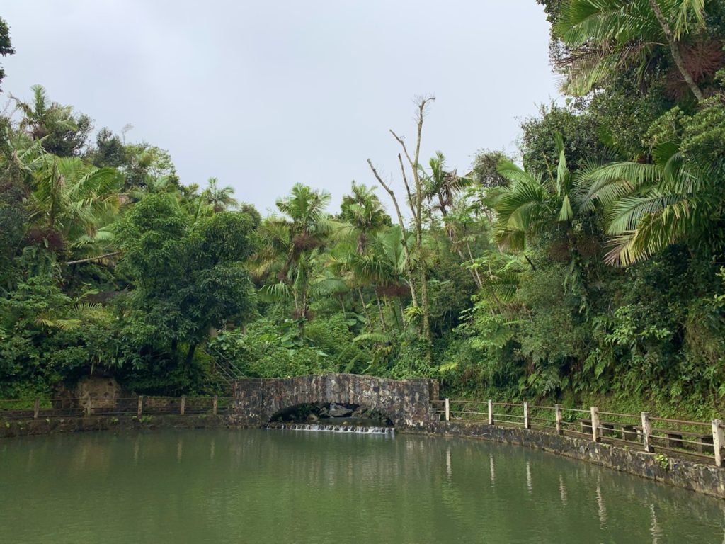 El Yunke National Forest, Puerto Rico​