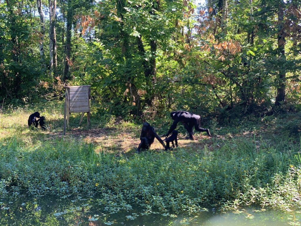 La Vallée des Singes, Romagne, France