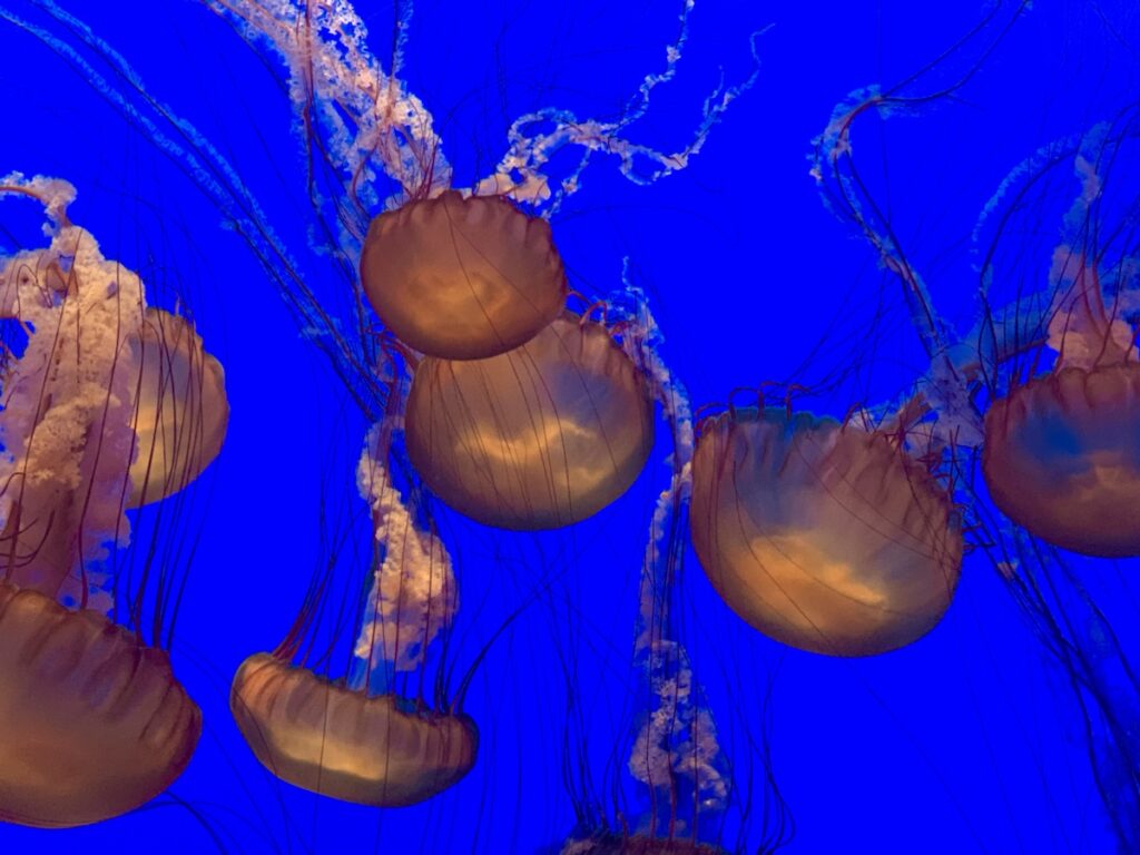 Monterey Bay Aquarium, CA