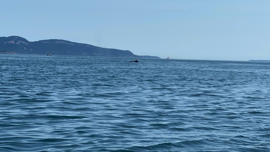 Humpback whale, Vancouver Island,BC, Canada