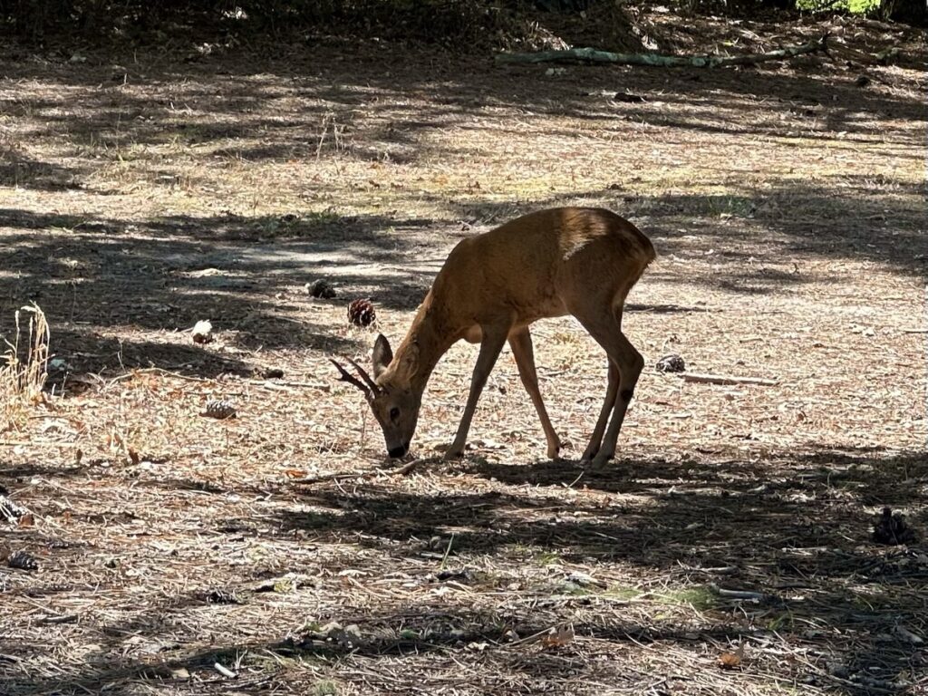 Deer at Golf International Lacanau Ocean, France​