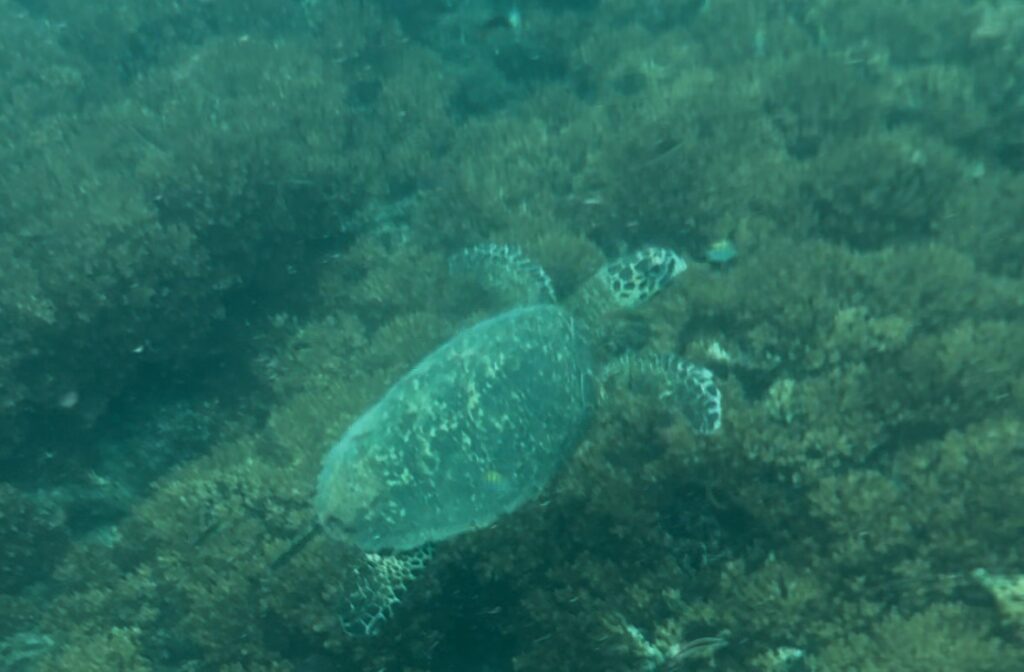 Contadora Island, Panama​